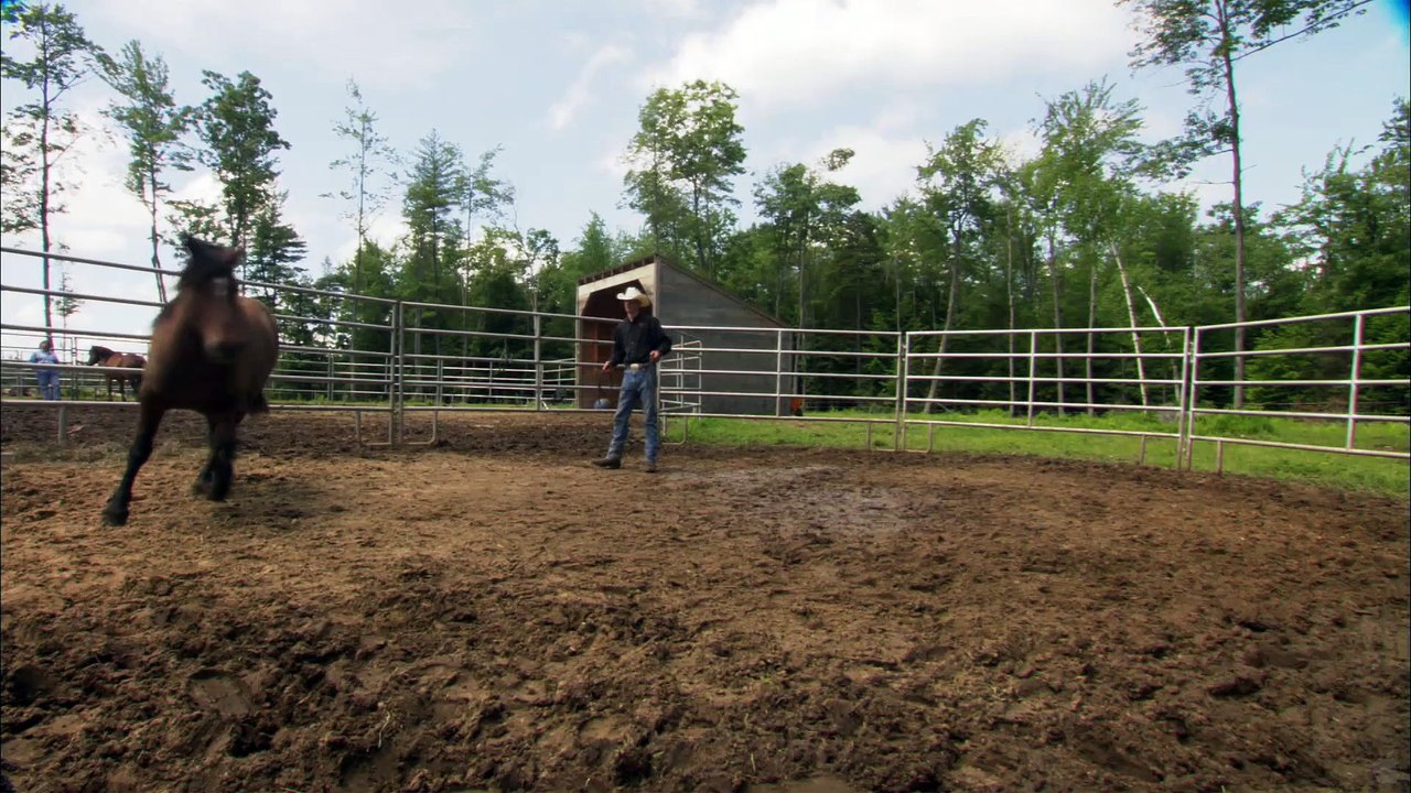 Wild Horse, Wild Ride (2012) | Official Trailer, Full Movie Stream Preview