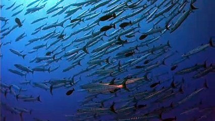 The Living Sea | movie | 1995 | Official Trailer