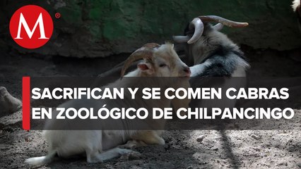 Zoológico de Chilpancingo sacrificó cabras para la cena de fin de año