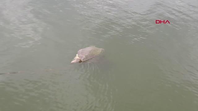 İZTUZU AÇIKLARINDA ÖLÜ CARETTA CARETTA BULUNDU