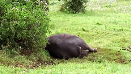 Hunted by a Myth | movie | 2017 | Official Trailer