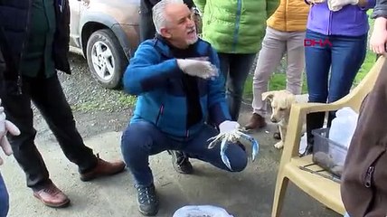 Nadir görülen mavi yengeç, Karadeniz'de üremeye başladı