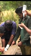 rescue injured wild elephant