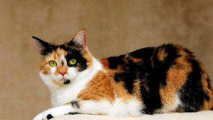 MITOS KUCING BELANG TIGA DIPERCAYA BISA MEMBAWA KEBERUNTUNGAN