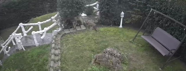 Başakşehir'de villa bahçesinde tilki paniği