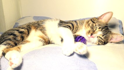 Adorable Cat Covers His Eyes with the Paws and Yawns