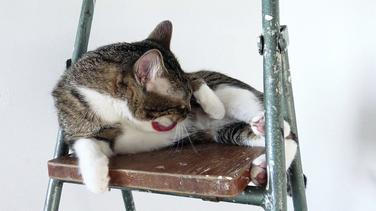 This Cat Takes a Bath on a Ladder