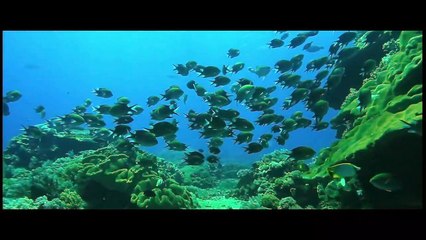 ILY from 38.000 Ft | movie | 2016 | Official Trailer