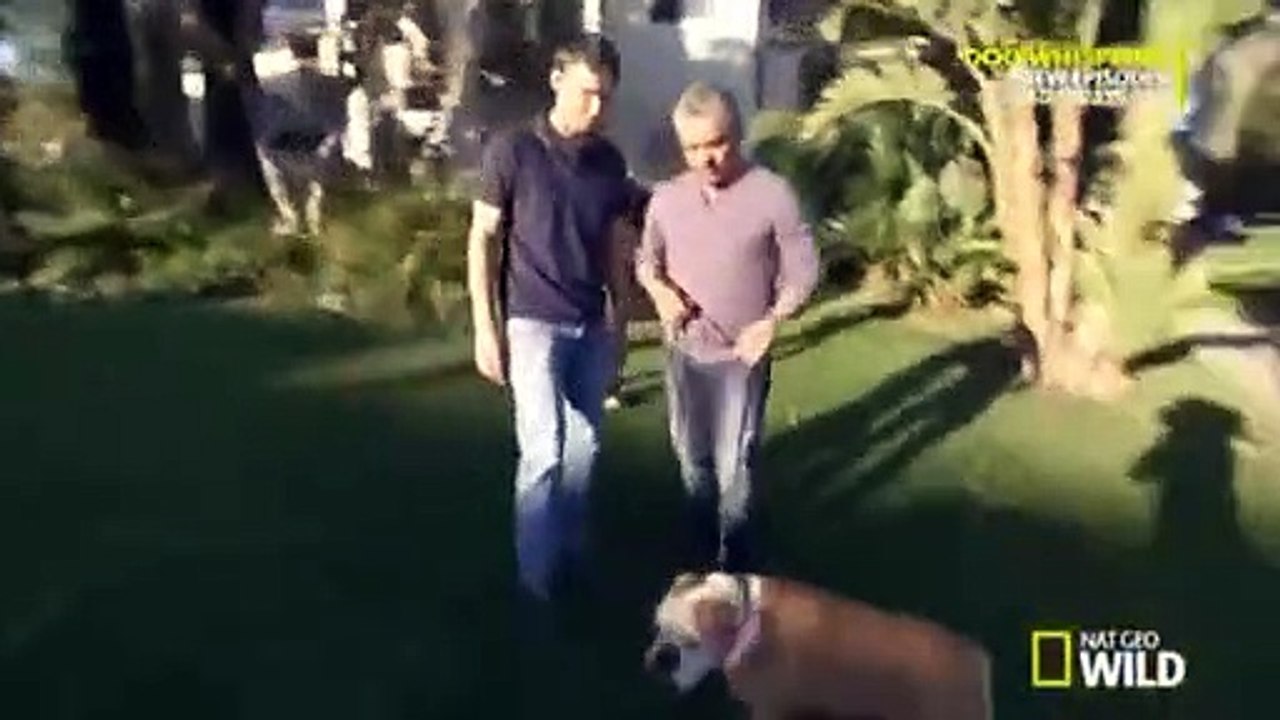 Dog Whisperer with Cesar Millan - Se8 - Ep02 HD Watch