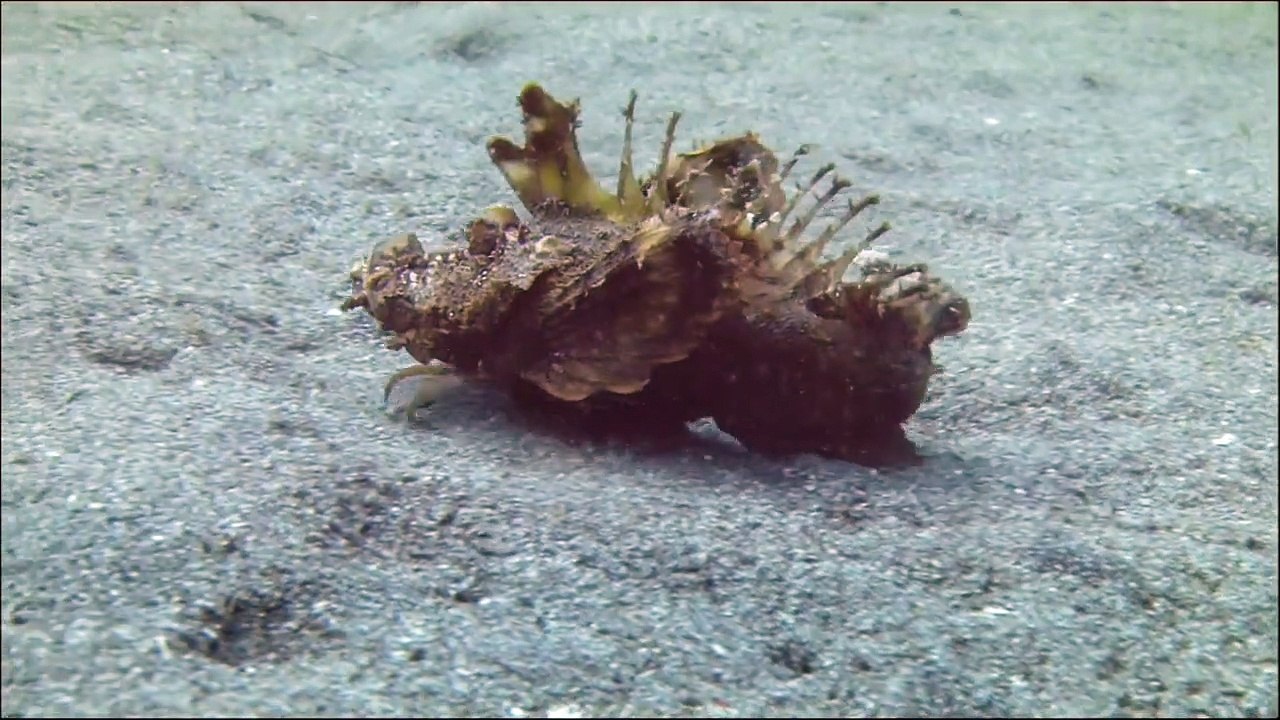 Kingdom Of The Oceans | movie | 2011 | Official Trailer