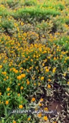 ١٥٠ نباتًا بريًّا.. روضة "السبلة" تتوشح بلوحات جمالية ساحرة تُزينها الأزهار "صور"