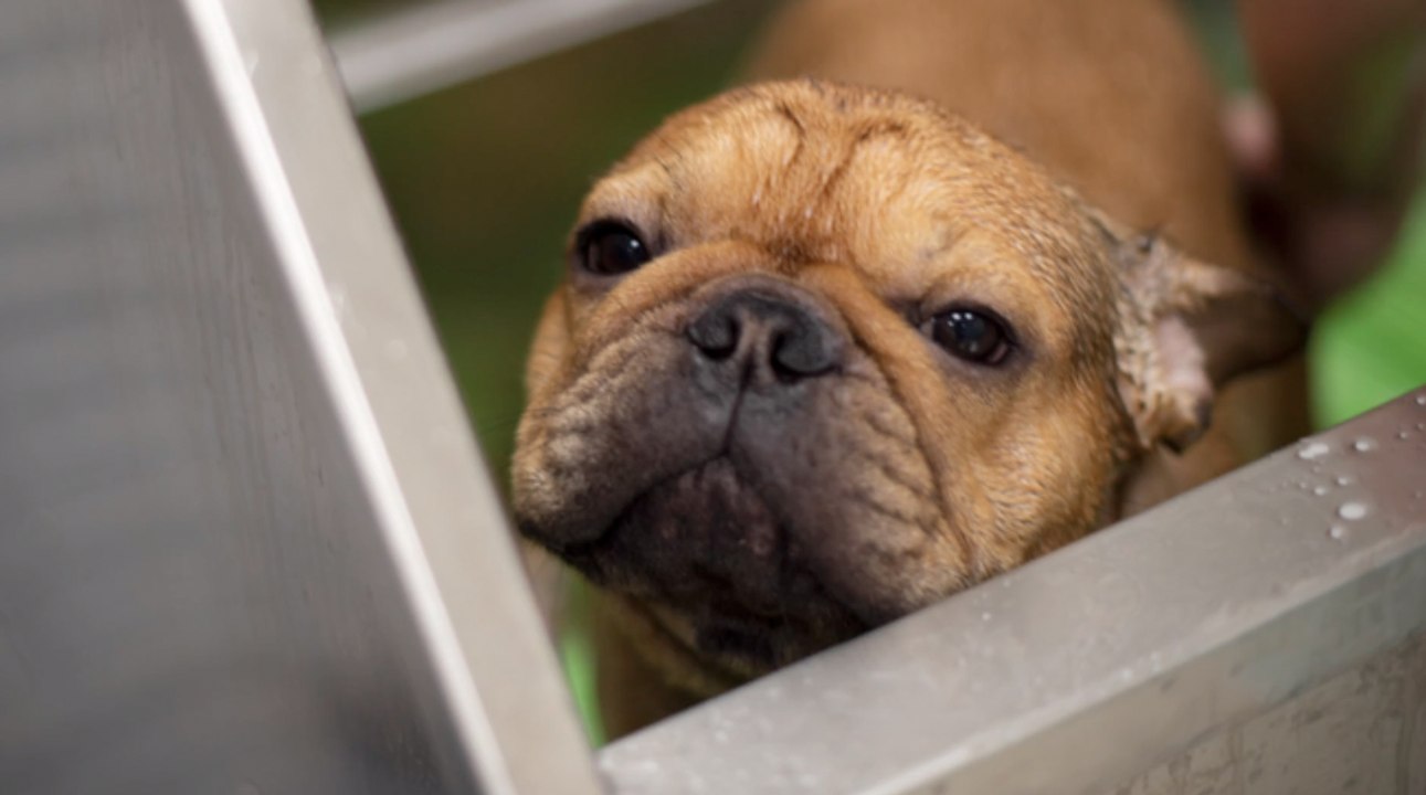 Straßburg: Betrunkener wirft Hund aus 5.Stockwerk