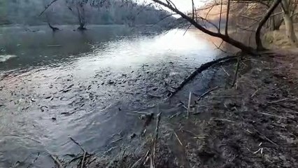 Imbersago, lo strano comportamento delle carpe dell'Adda