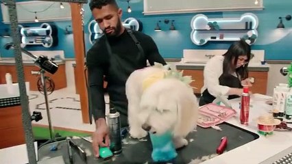 Pooch Perfect - Se1 - Ep07 HD Watch