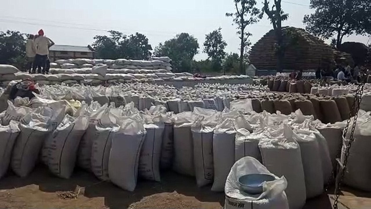 जिले में 98 फीसदी हुई खरीदी, साढ़े 4 हजार किसान नहीं बेच पाए धान