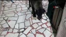 Mahallenin sevilen köpeği 'Vefalı' yaptığıyla esnafı duygulandırdı