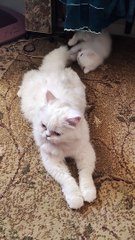 Naughty cat plays with his mother's tail