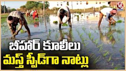 Other States Coolies In Paddy Cultivation Works | Nizamabad | V6 News