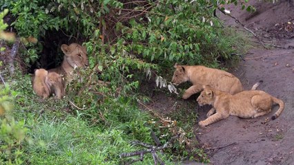 Masai Mara: The Big Hunt | movie | 2018 | Official Trailer