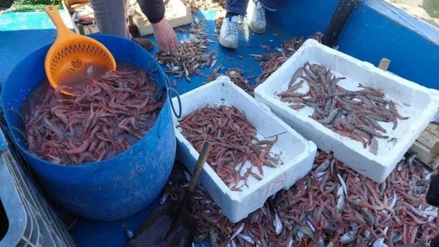 Yasak bitti, karides dolu teknelerle limana döndüler