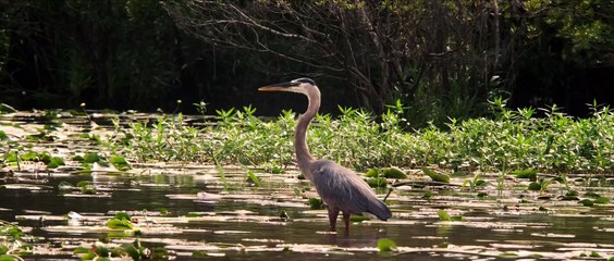 Where the crawdads sing-Last scene-Sunset Discussion Film Soundtrack(Dir.Olivia Newman)