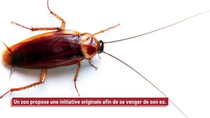 Saint-Valentin : un zoo propose de renommer des cafards avec le nom de vos ex !