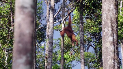 Orangutan Jungle School | show | 2018 | Official Trailer