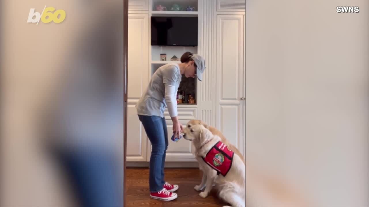 Dog Protects Her Peanut-Allergic Sister
