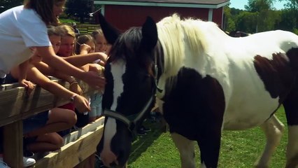 Horse Camp: A Love Tail | movie | 2022 | Official Trailer