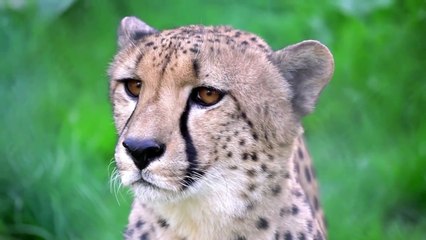 A Cheetah Hunting _ Animals _ No Copyright video