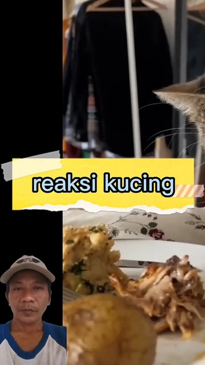 Kucing mau ambil makanan