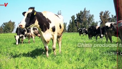 China Cloned Three Super Cows