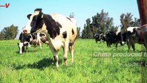 China Cloned Three Super Cows