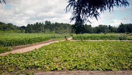 Cat Collection's House (Neko Atsume House) (2017) Watch HD