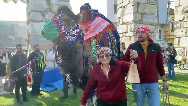 Female trainer becomes camel wrestling sensation in Turkey