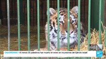 Ucrania: ONG de Kiev rescata animales exóticos abandonados a su suerte por la guerra