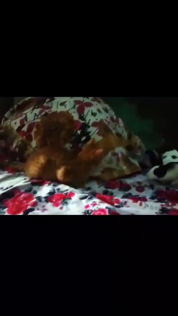 Funny cat cat complications