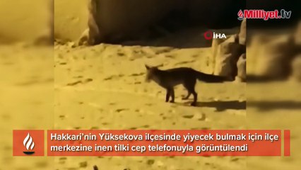 Yiyecek arayan tilki ilçe merkezine indi