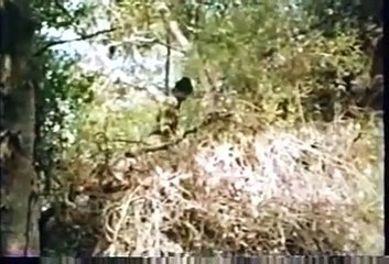 Curse of Bigfoot | movie | 1975 | Official Trailer