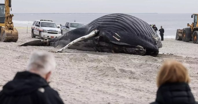États-Unis : une baleine à bosse a été retrouvée échouée sur une plage de New York
