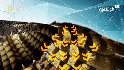 عالم الحيوانات المذهل | وحيد القرن والبوم