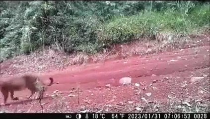 Onça-parda que estaria 'grávida' é flagrada em Arapongas