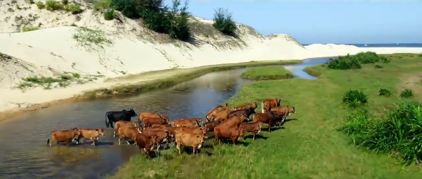 Yellow Flowers On the Green Grass movie 2015 Official Trailer