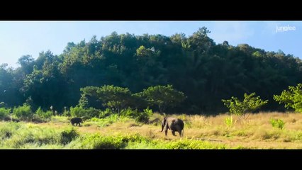 Junglee (2019) Official Trailer – A Vet Battles Poaching Threats 🐘