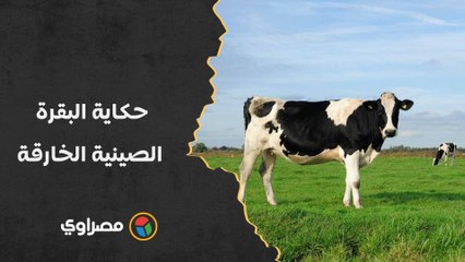 حكاية البقرة الصينية الخارقة.. تنتج 18 طنا من الحليب سنويا