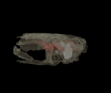 Hallado un ejemplar único del pez prehistórico Coccocephalus wildi