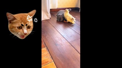 Cat vs duck fight