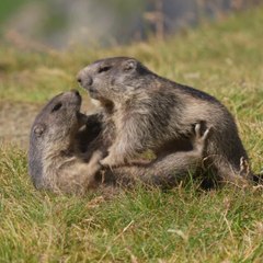 Pourquoi Les Marmottes Sont Méchantes Instagram - carré