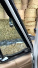 Il appelle des chats cachés dans des bottes de foin