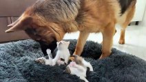 German Shepherd Shocked by Tiny Kittens occupying dog bed!